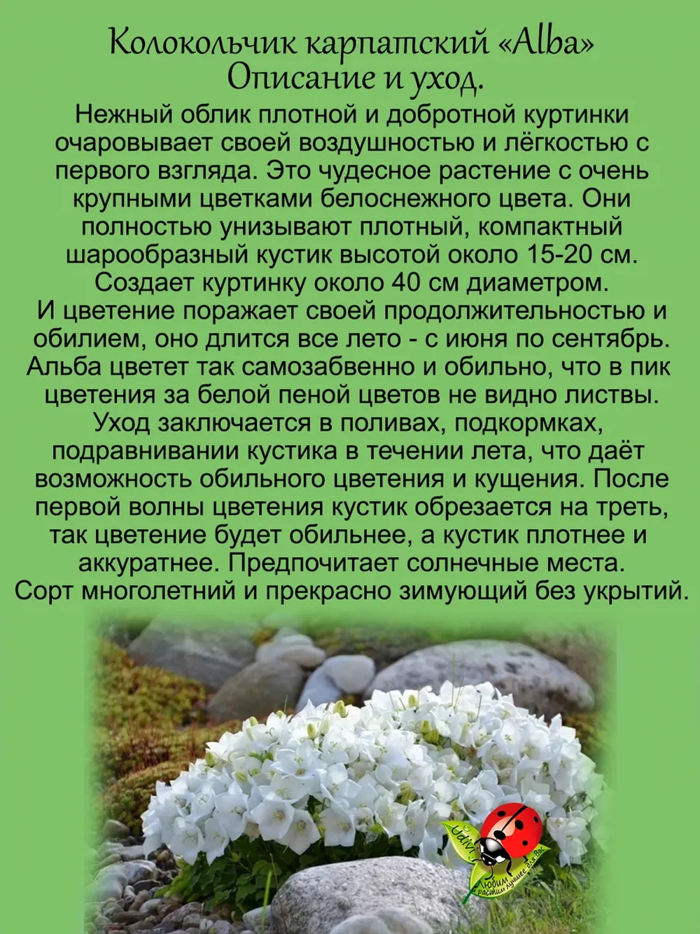 Колокольчик Альба карпатский белый