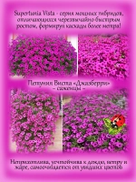Петуния Виста Джазберри супертуния