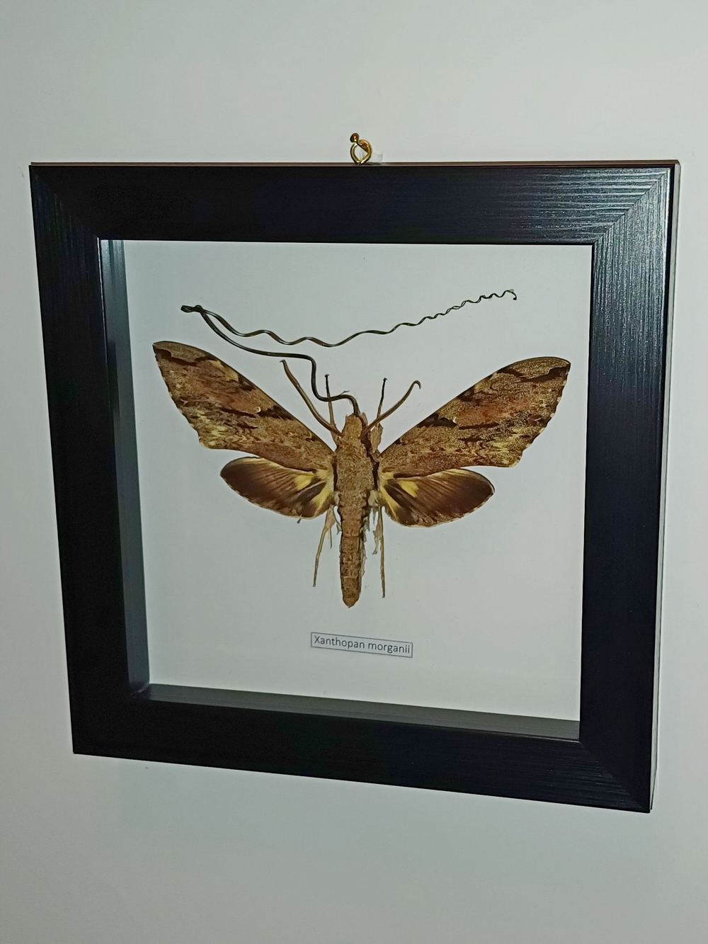 Бражник Xanthopan morganii в рамке