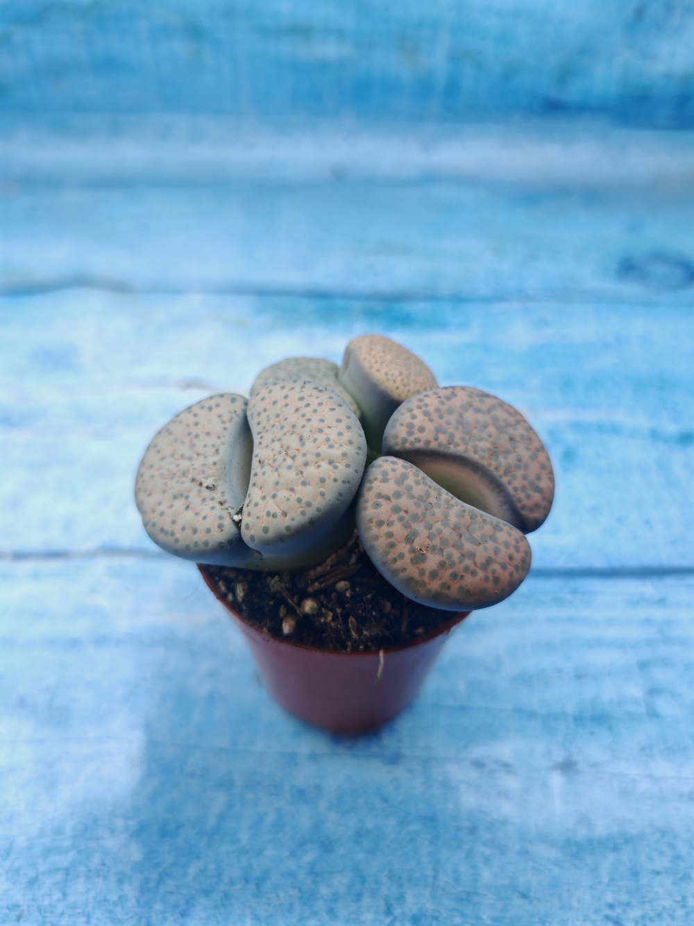 Lithops sp. (Литопсы)