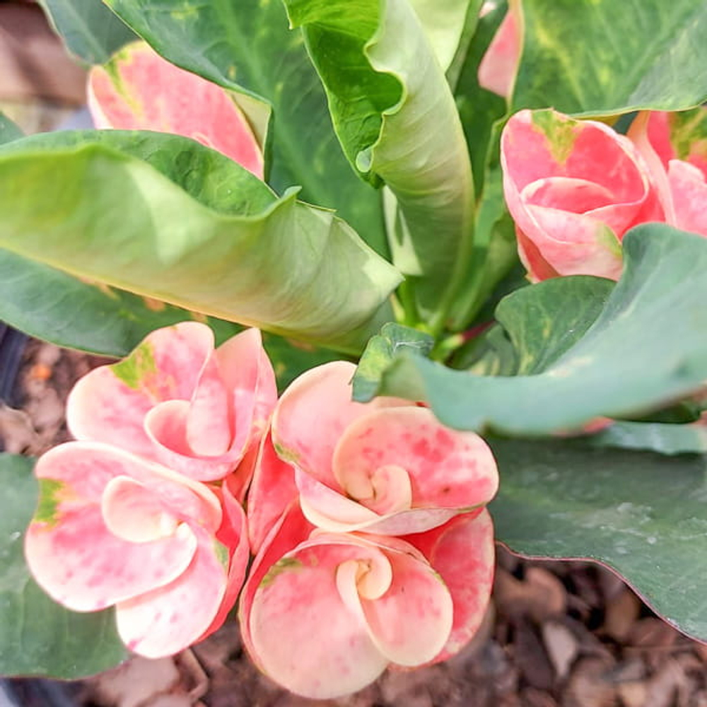 Эуфорбия Миля HYDRANGEA (32)