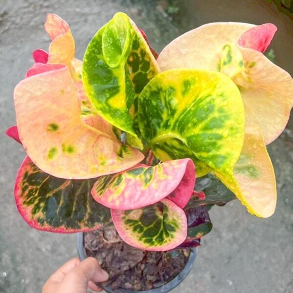 Кротон CHOMPHU PHANTHIP