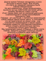 Гейхера Берри Смузи ягодный смузи многолетняя