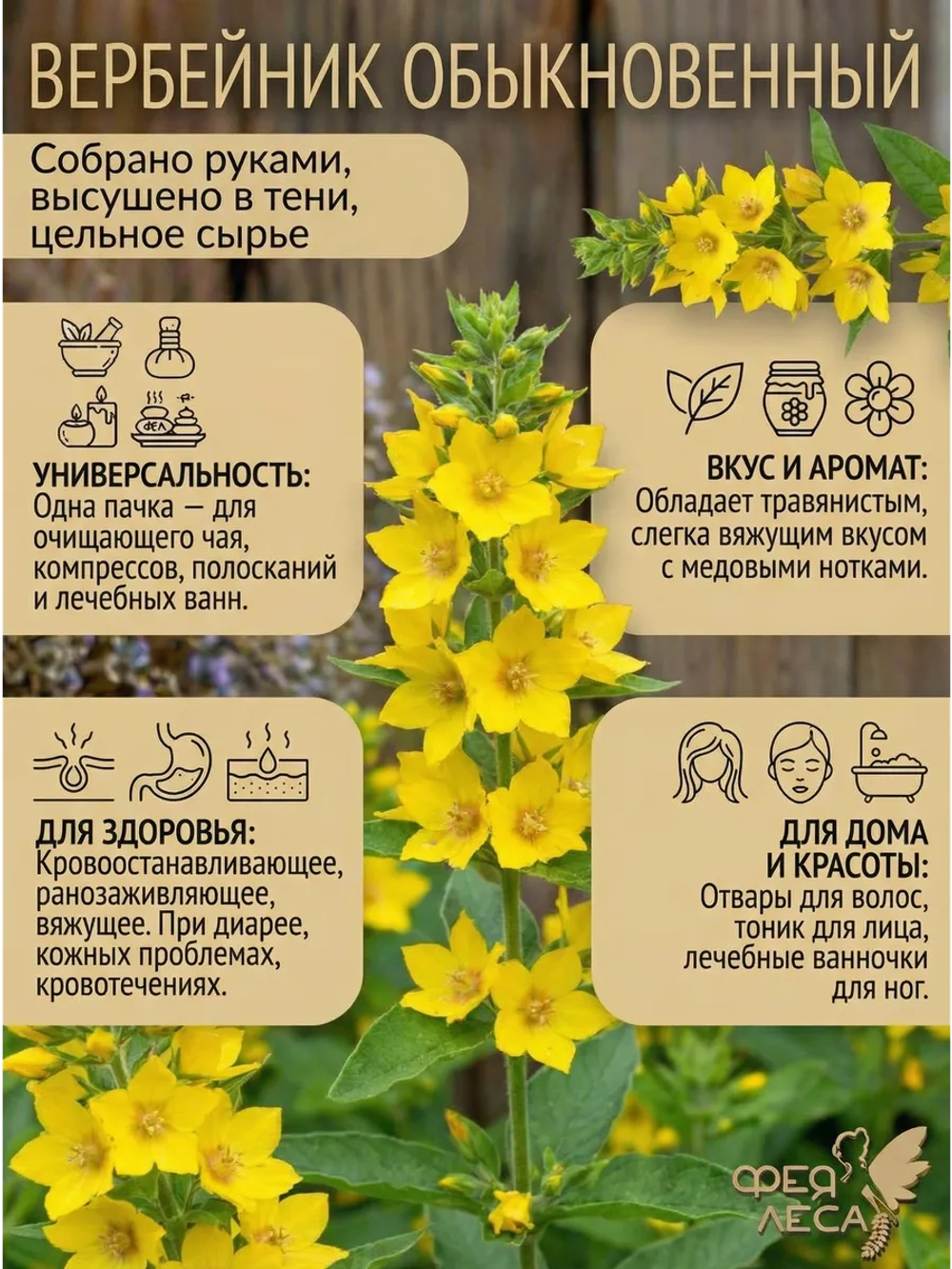Вербейник цвет с листом