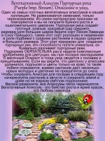 Алиссум вегетативный Пурпурная река