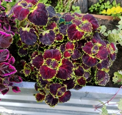 Trailing Burgundy колеус
