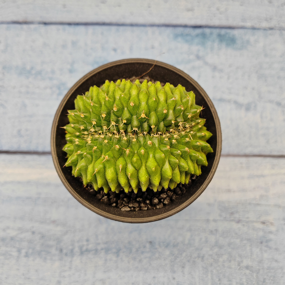 Gymnocalycium Spineless Crested form (Гимнокалициум Кристатный)