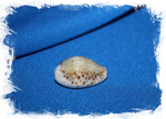 Ципрея турдус (Cypraea turdus)