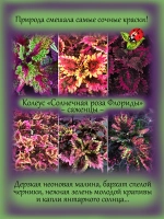 Колеус Солнечная роза Флориды Флорида сан Розе