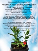 Клематис Ольга кустовой