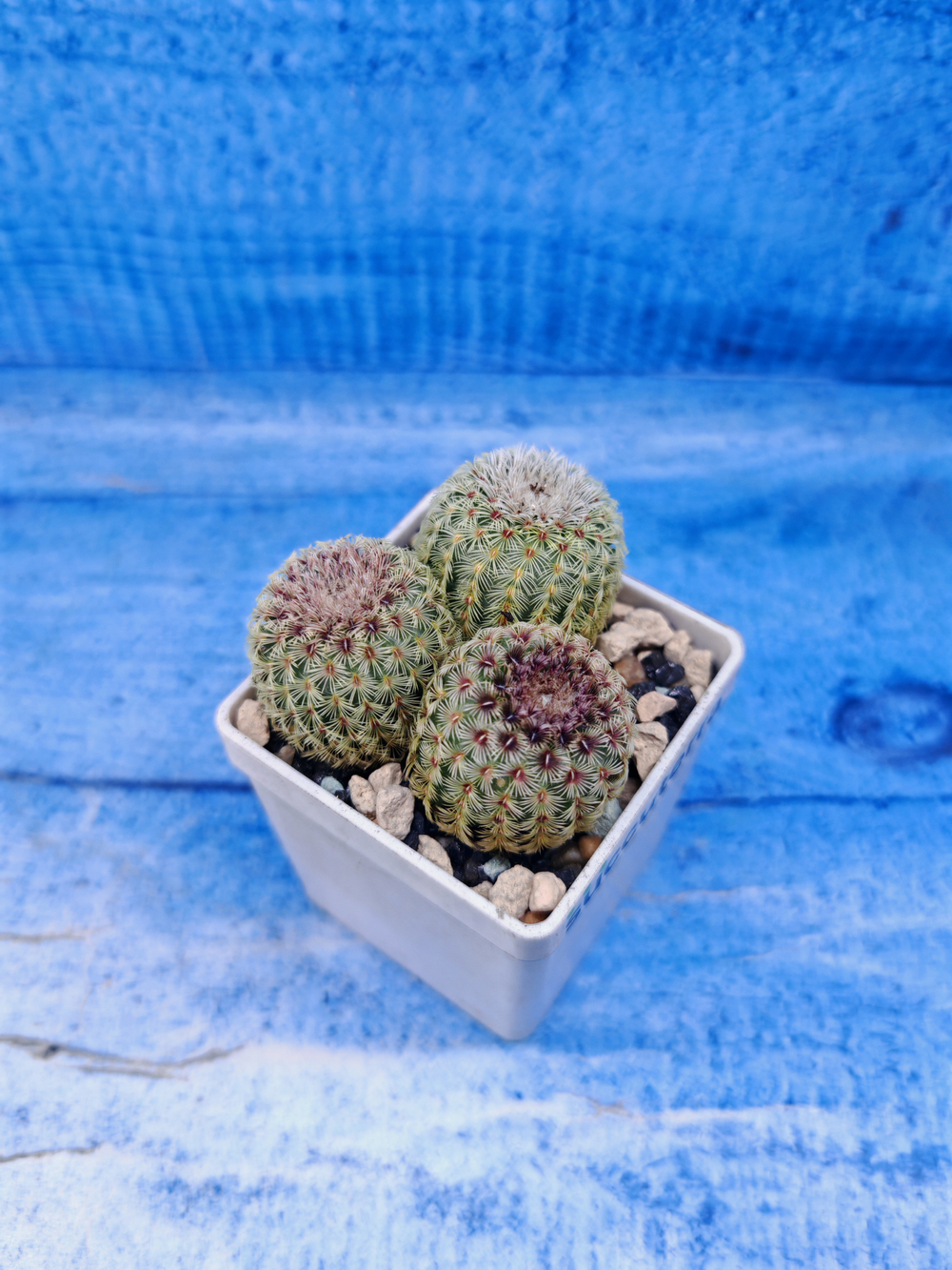 Echinocereus Rigidissimus Rubispinus (Эхиноцереус)
