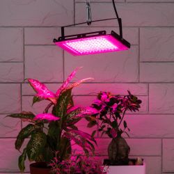 Фитопрожектор для растений светодиодный ЭРА FITO-80W-RB-LED-Y красно-синего спектра | Фито прожекторы