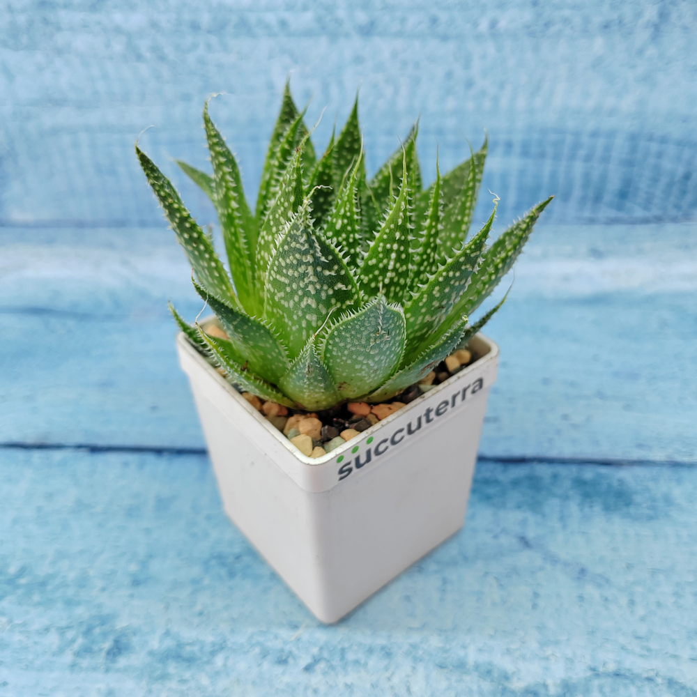 Aloe Aristata (Алоэ)