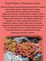 Седум очиток Коралл яркий