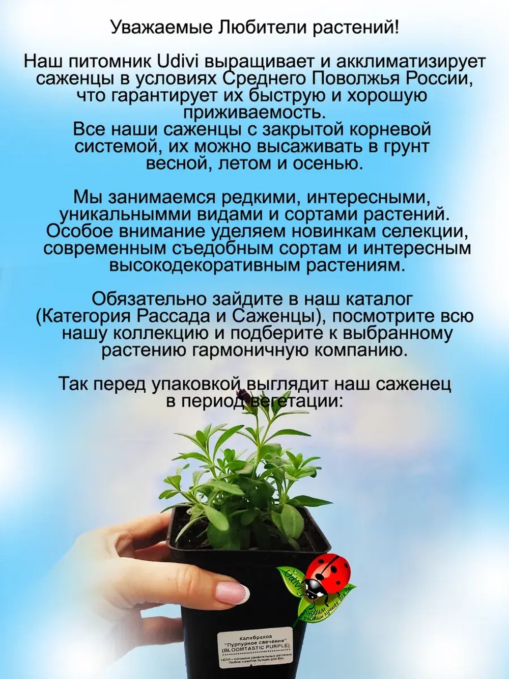 Калибрахоа Пурпурное свечение