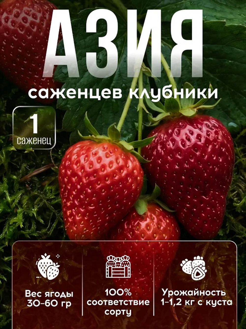 Саженец Клубника "АЗИЯ"