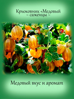 Крыжовник Медовый желтый сладкий