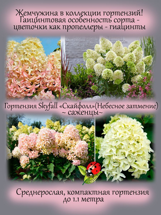 Гортензия Скайфолл метельчатая среднерослая