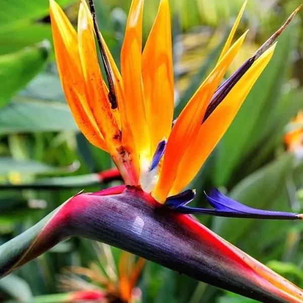 Стрелиция Королевская (Strelitzia reginae) — семена, 5 шт.