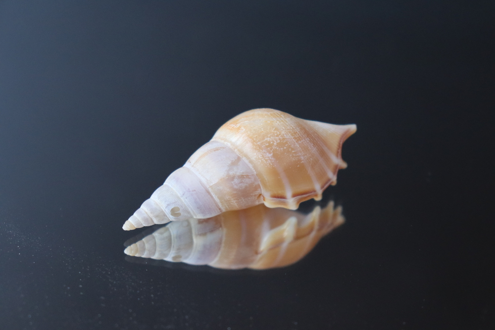 Ракушка тибия деликатула (Rostellariella delicatula)