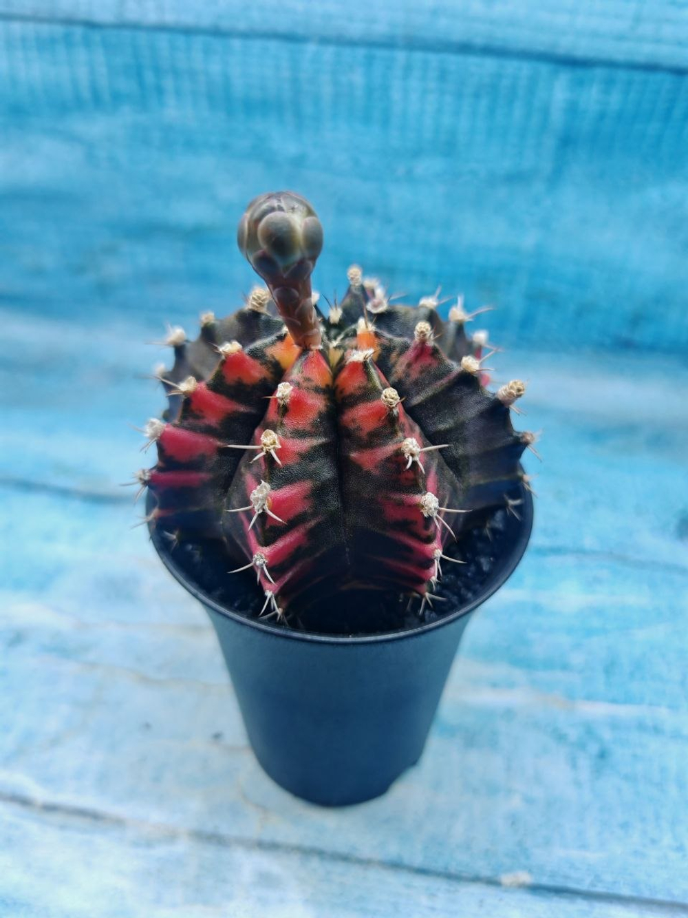 Gymnocalycium Variegata (Гимнокалициум Вариегатный)