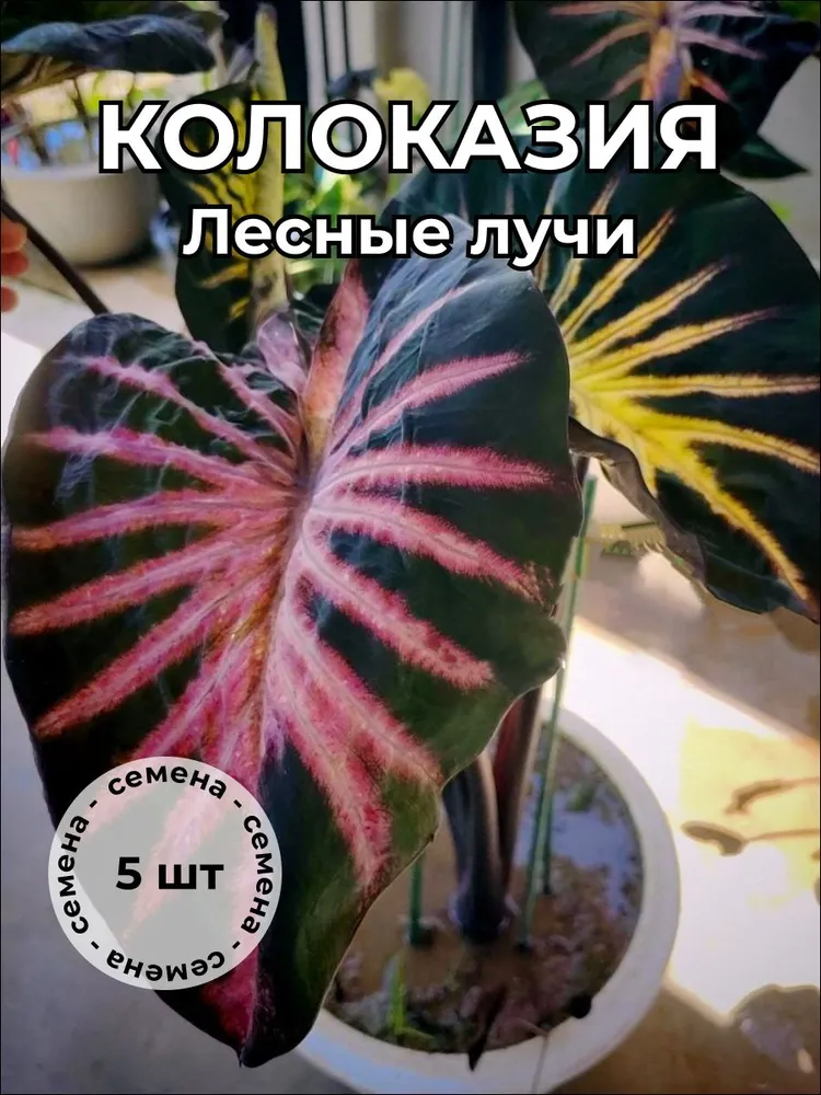 Колоказия Лесные лучи — семена, 5 шт.