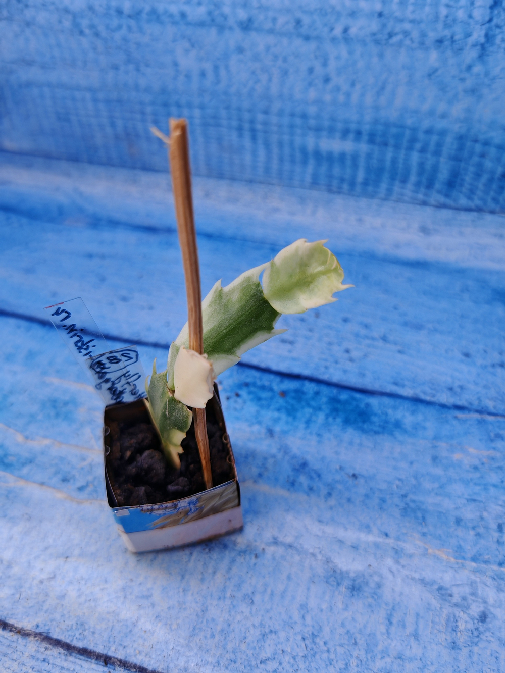Schlumbergera cv. Madam Butterfly f. variegata (Шлюмбергера)