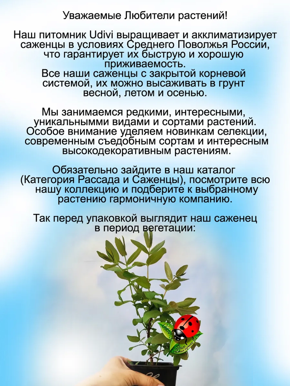 Жимолость Авача съедобная сладкая