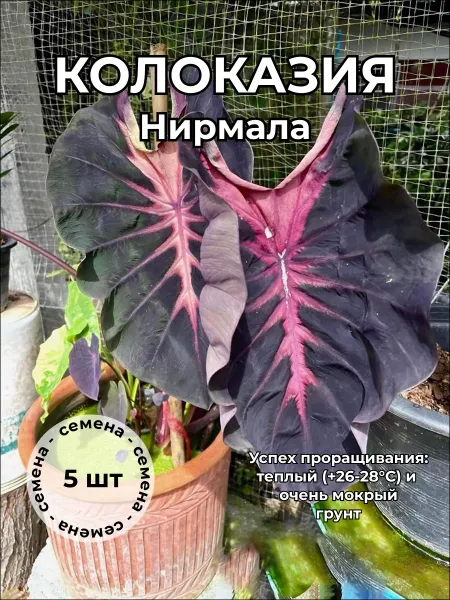 Колоказия Нирмала Nirmala семена 5 штук