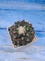 Copiapoa Humilis (Копиопоа)
