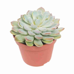 Эхиверия