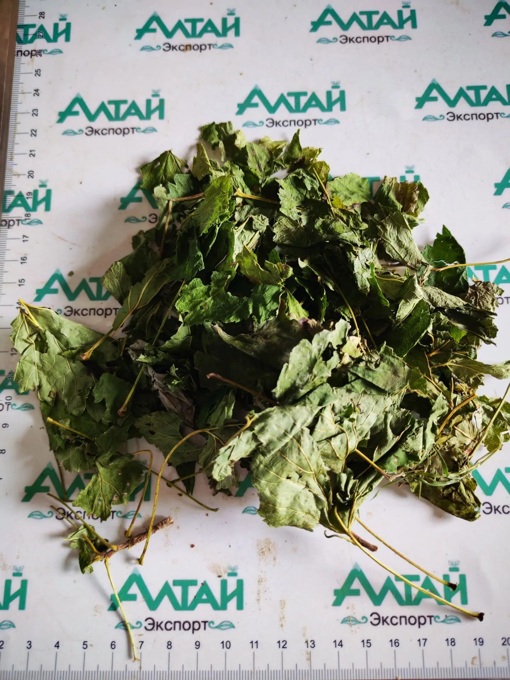 Смородина таежная лист Алтай