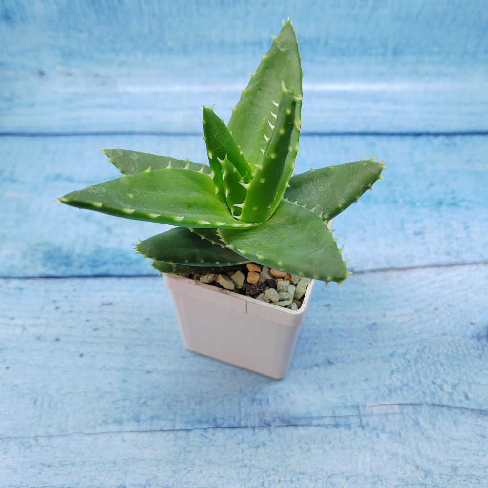 Aloe Mitriformis (Алоэ)