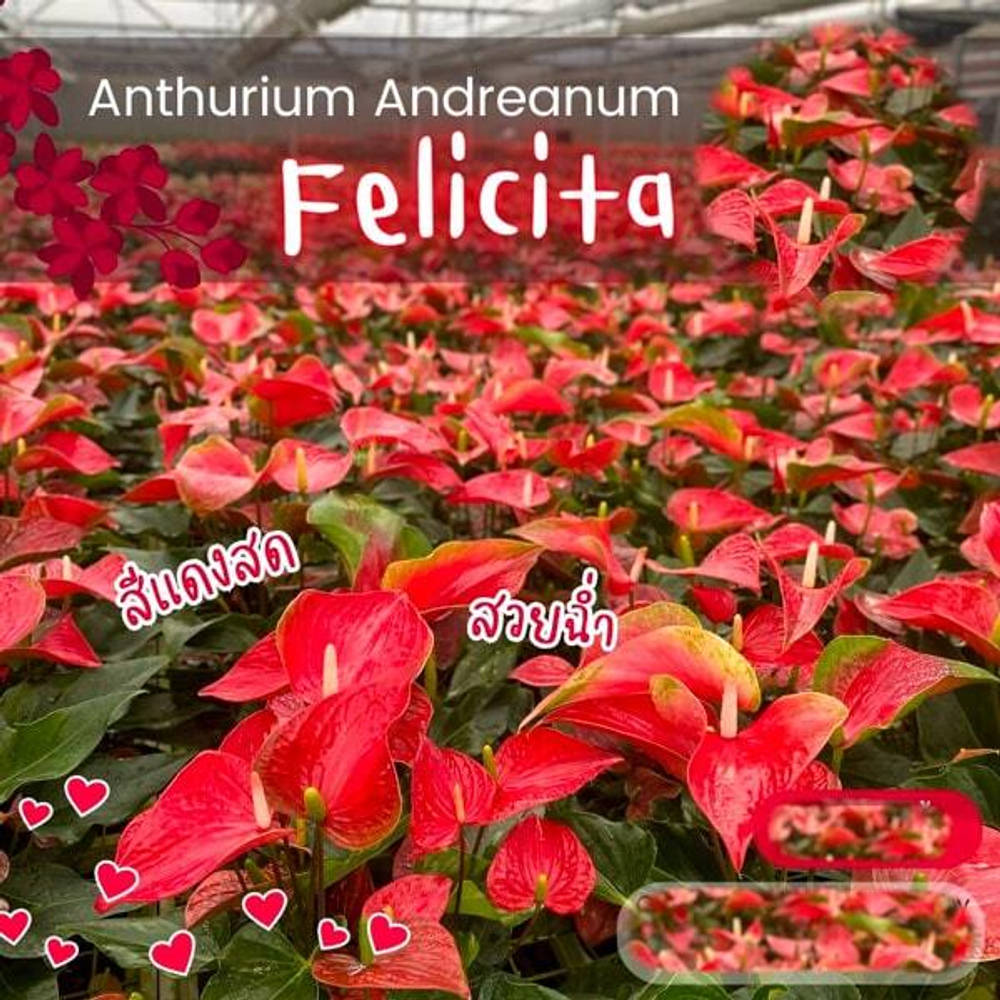 Антуриум Андре FELICITA