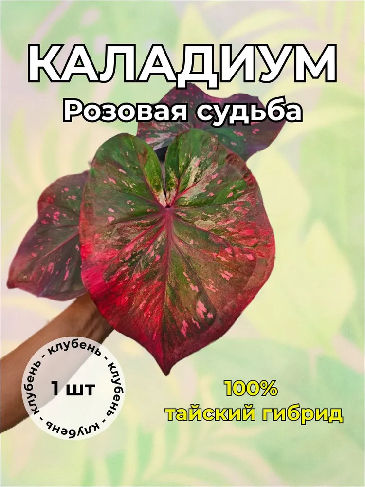 Каладиум "Розовая судьба" клубень