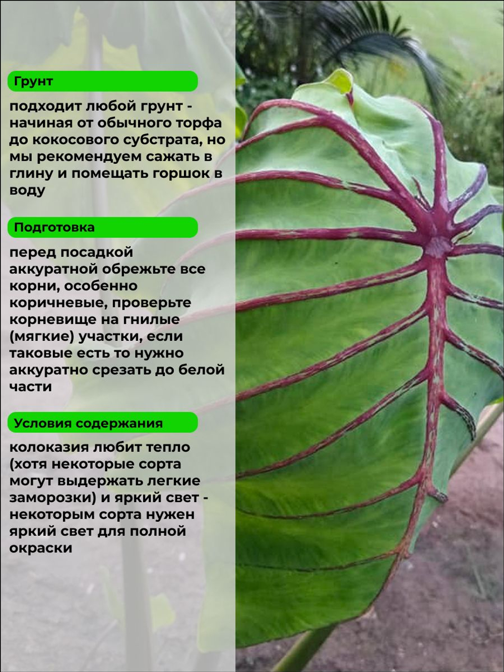 Колоказия Клеопатра корневище