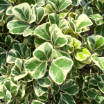Фикус треугольный вар – Ficus triangularis var (61)
