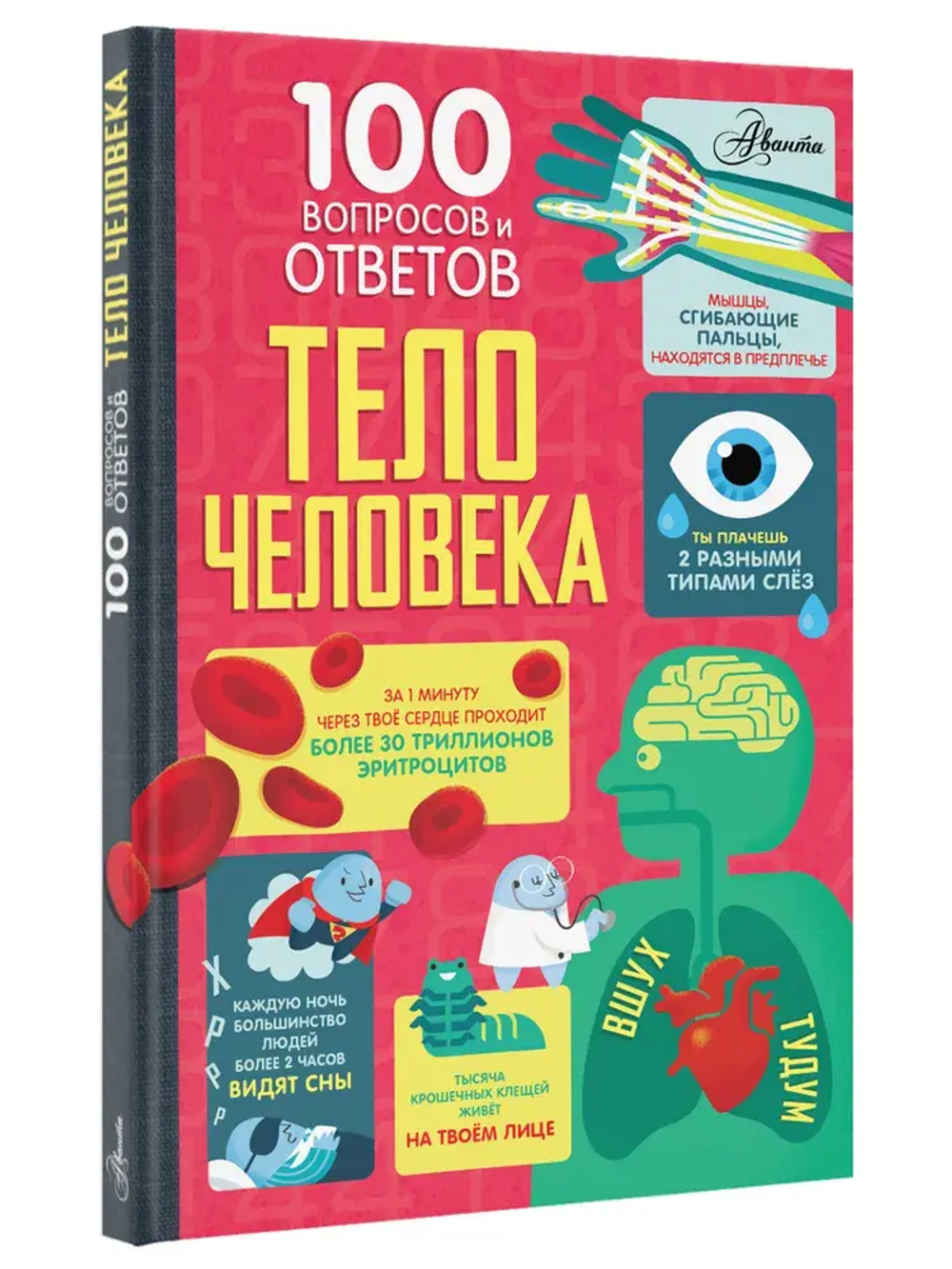 Тело человека