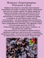 Живучка Атропарпурея аюга почвопокровная