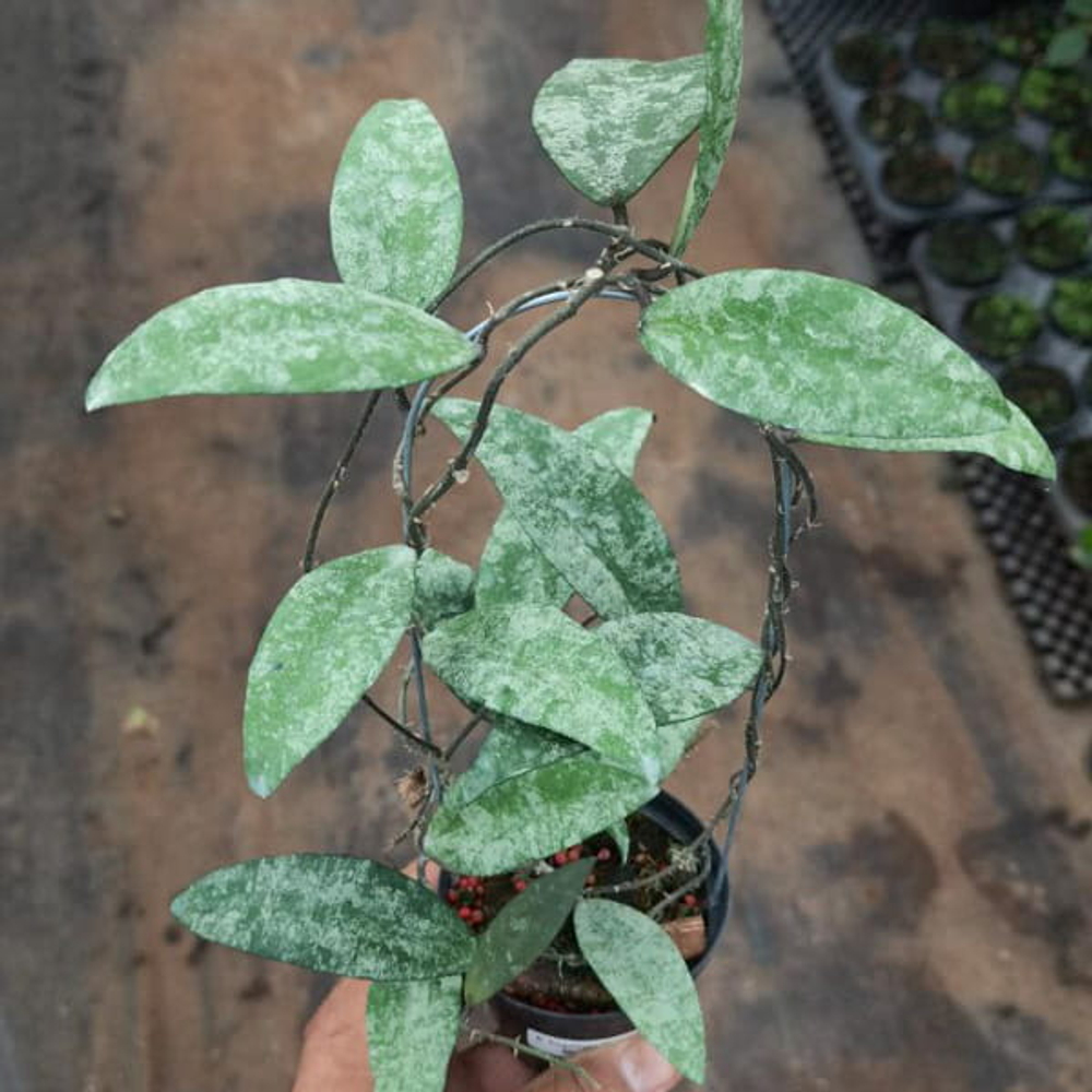 Хойя FLAGELLATA SILVER