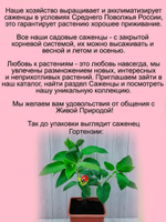 Гортензия Саммер Лав (Летняя Любовь) метельчатая кустарник