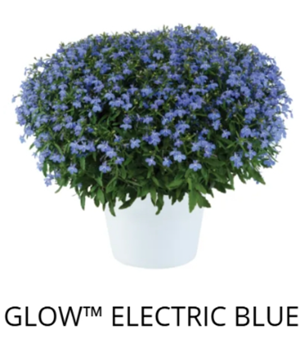 ЕВРО Лобелия Glow Elecrtic Blue укорененный ЕВРО черенок февраль поставка 11