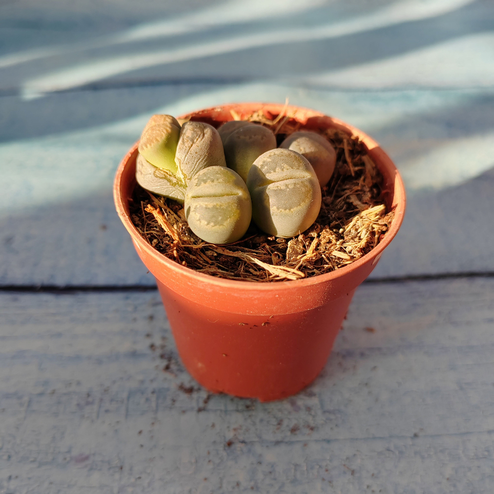 Lithops sp. (Литопсы)