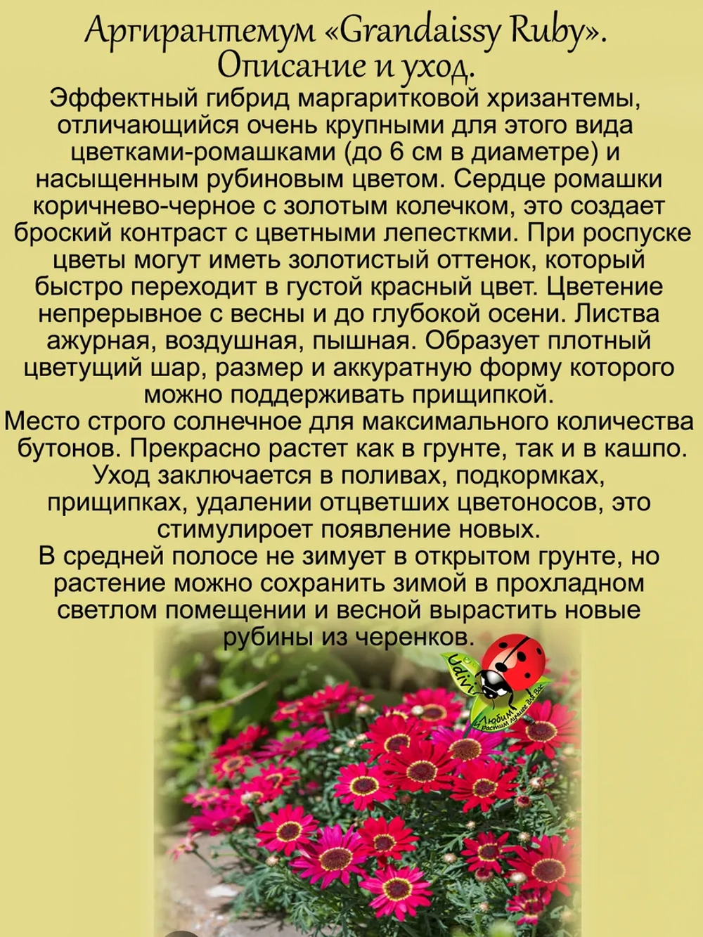 Аргирантемум Грандиозный рубин Грандэйзи Руби