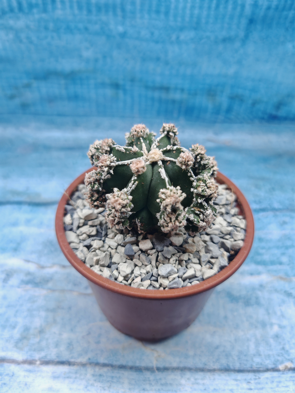 Astrophytum Myriostigma "Hakujo Fukuryu" (Астрофитум)