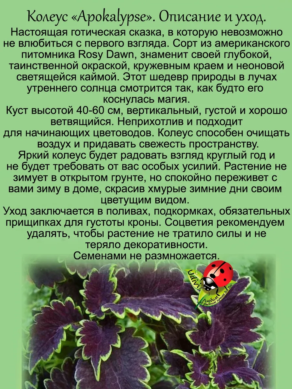 Колеус Апокалипсис вегетативный