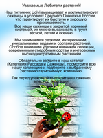 Сирень Аукубафолия пестролистная вариегатная золотистая