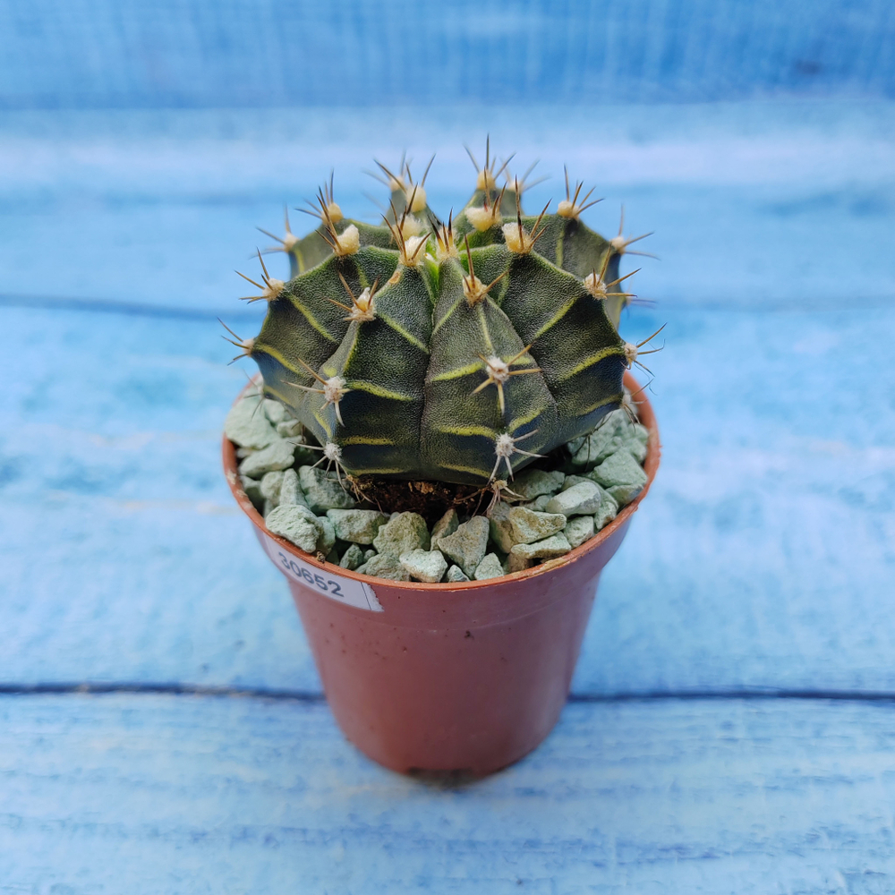 Gymnocalycium Friedrichii (Гимнокалициум)