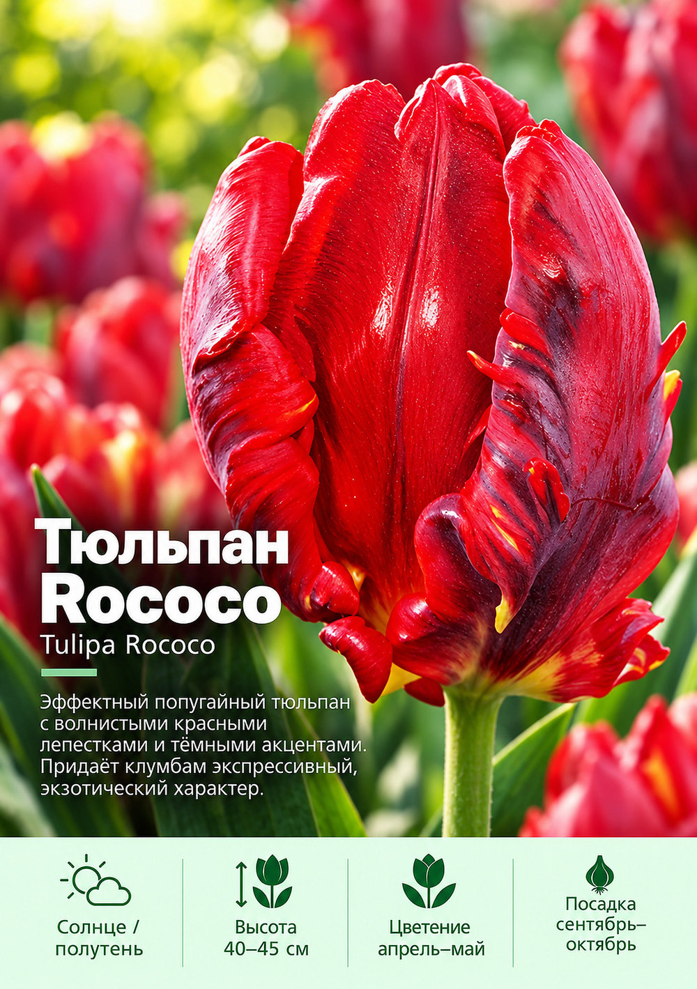 Тюльпан Rococo