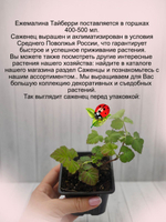 Ежемалина Тайберри